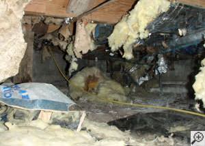 A messy crawl space filled with rotting insulation and debris in Montrose.