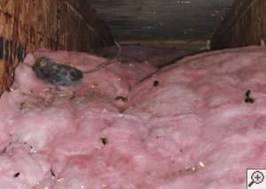 A dead mouse and its feces in a batt of fiberglass insulation in a crawl space in Macomb.