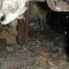 A dirt crawl space with water-soaked fiberglass insulation in Mendon.