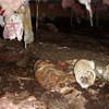 Mold, flooding water, mildew, and rot in a crawl space environment in Camp Point.