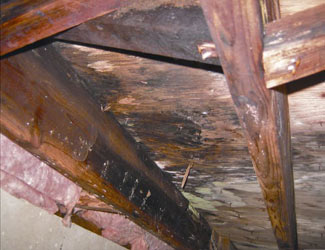 mold and rot in a Macomb crawl space