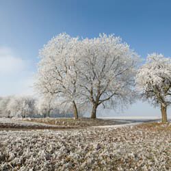 Frost covering trees and a grassy field in Mendon