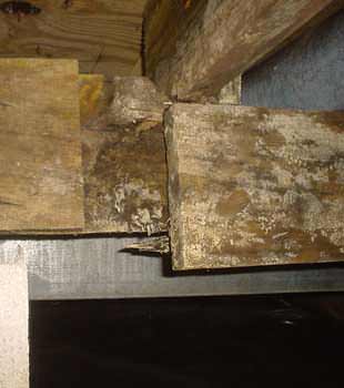 Extensive basement rot found in Kirksville by Bix Basement Systems