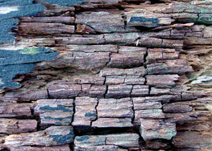 Dry rot damaging wood in Memphis