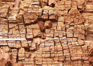 Wood severely damaged by dry rot damage in West Point