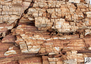 Dry rot damage on wood in Colchester