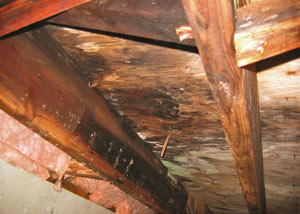 Extensive crawl space rot damage growing in La Harpe