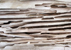 Carpenter ant tunnels and galleries in structural wood in a La Harpe home