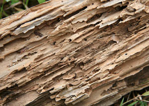 Termite-damaged wood showing rotting galleries outside of a Colchester home