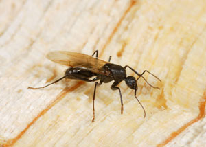 Closeup of a carpenter ant breeder in Mount Sterling