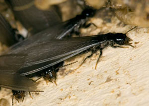 Closeup view of a termite new queen breeder in Montrose